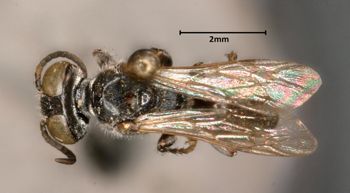 Media type: image;   Entomology 25699 Aspect: habitus dorsal view